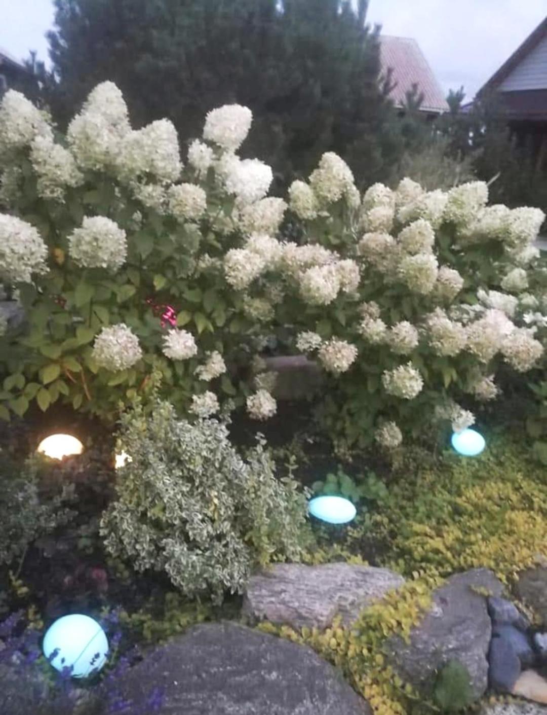 Dobilas Ir Jura Palanga Exterior foto